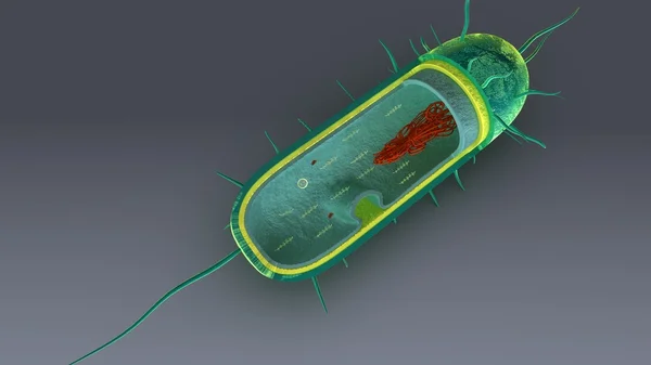 Bakterilerin iç parçalar — Stok fotoğraf