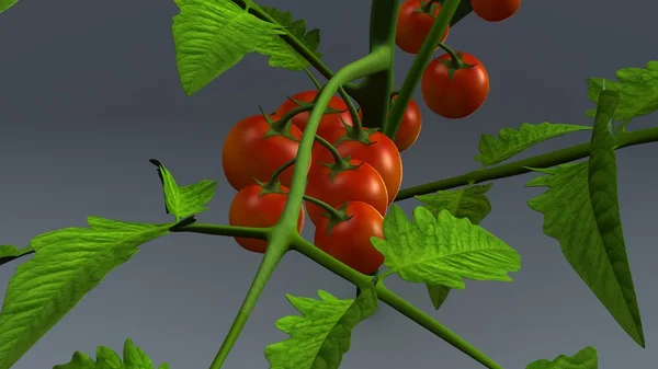 Lycopersicon esculentum, Tomatenpflanze — Stockfoto