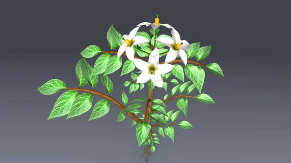 Solanumtuberosum, potatis växt — Stockfoto