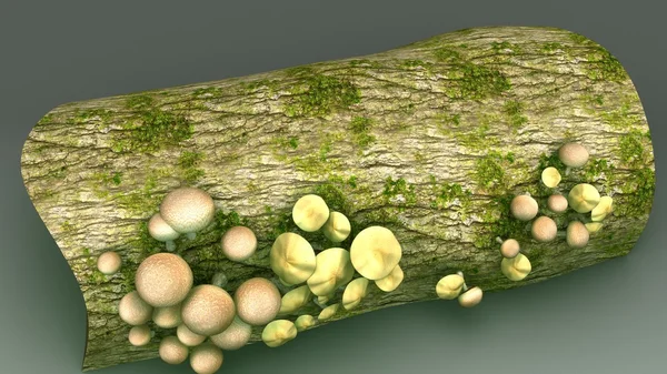 Champignons sur la surface de l'écorce des arbres — Photo