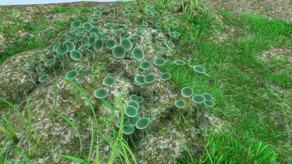 Algi acetabularia morze roślinne — Zdjęcie stockowe