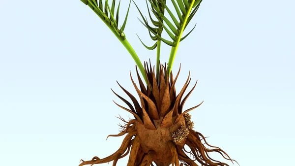 Corollid växternas rötter — Stockfoto