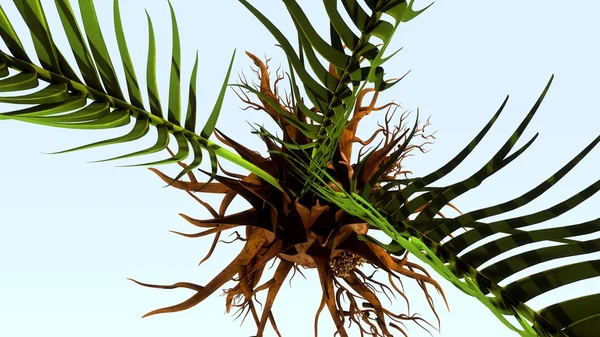 Korzenie roślin Corollid — Zdjęcie stockowe