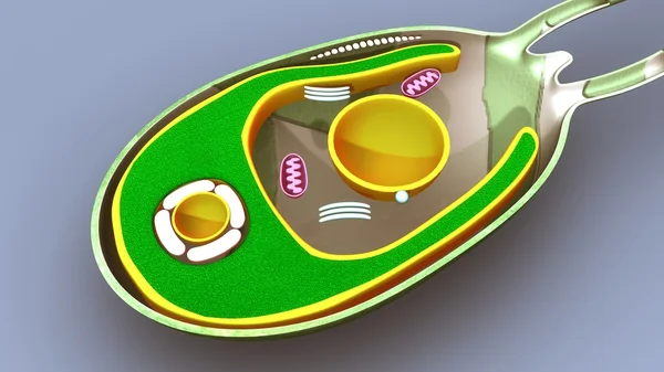 Algen, amoeba structuur, sectie — Stockfoto