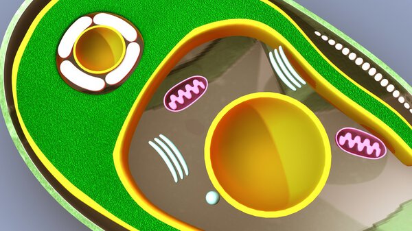 Algae, amoeba structure, section