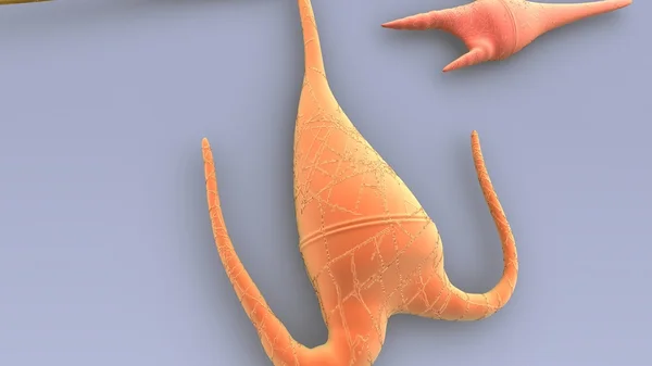 Dinoflagellates, джгутикових планктону — стокове фото
