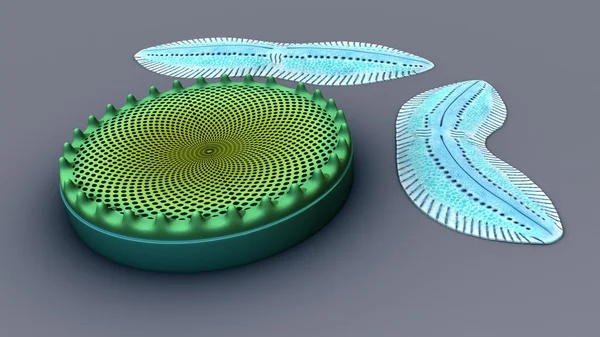 Diatomées, algues unicellulaires — Photo