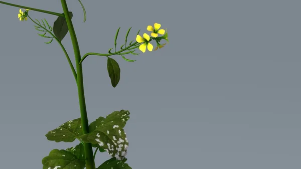 Mustard plant with flowers — Stock Photo, Image