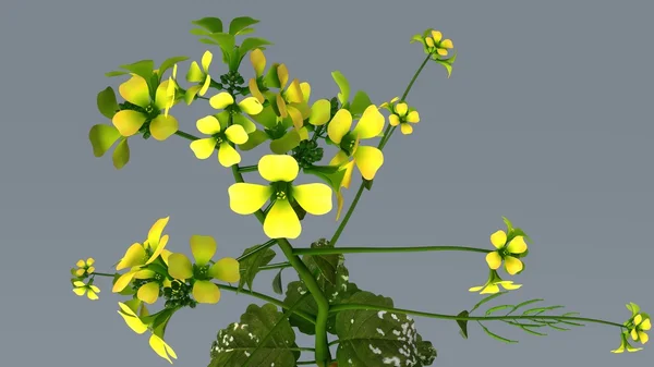 Senfpflanze mit Blüten — Stockfoto