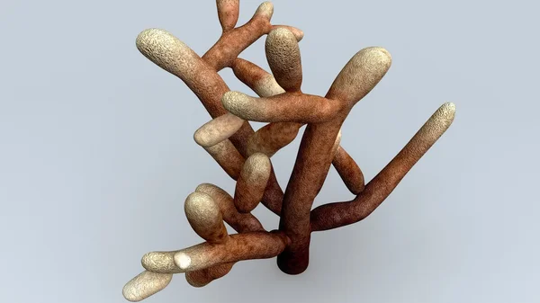 Mikorizasız mantar bitki — Stok fotoğraf