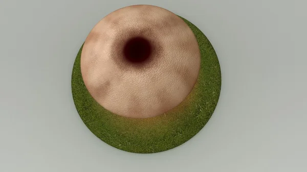 Grzybnia, wegetatywnego części grzyba — Zdjęcie stockowe