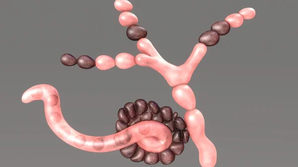 Neurospora, Gattung der Ascomyceten-Pilze — Stockfoto