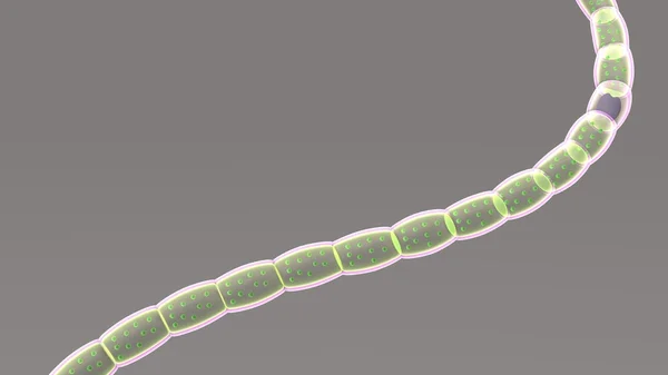 Nostoc, род цианобактерий — стоковое фото