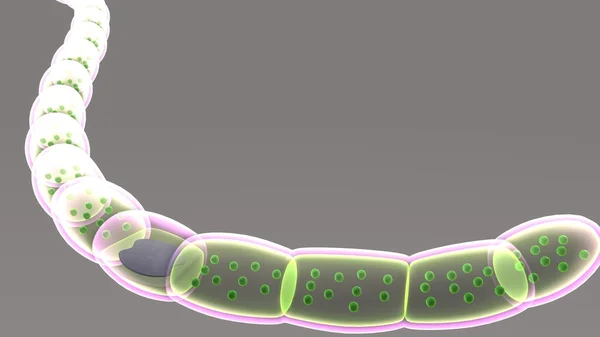 Nostoc, Gattung der Cyanobakterien — Stockfoto