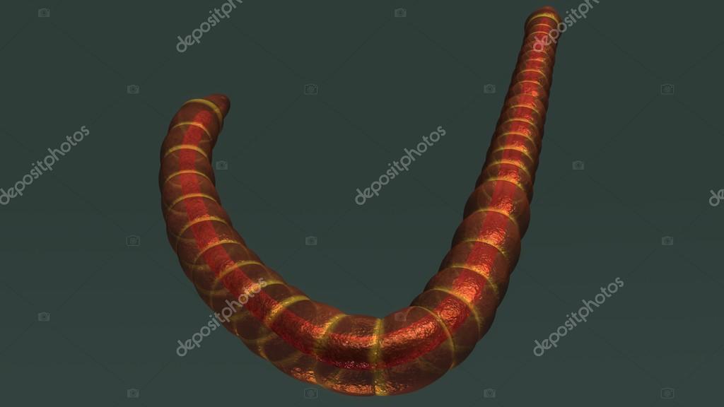 download tubifex worms live download tubifex worms live