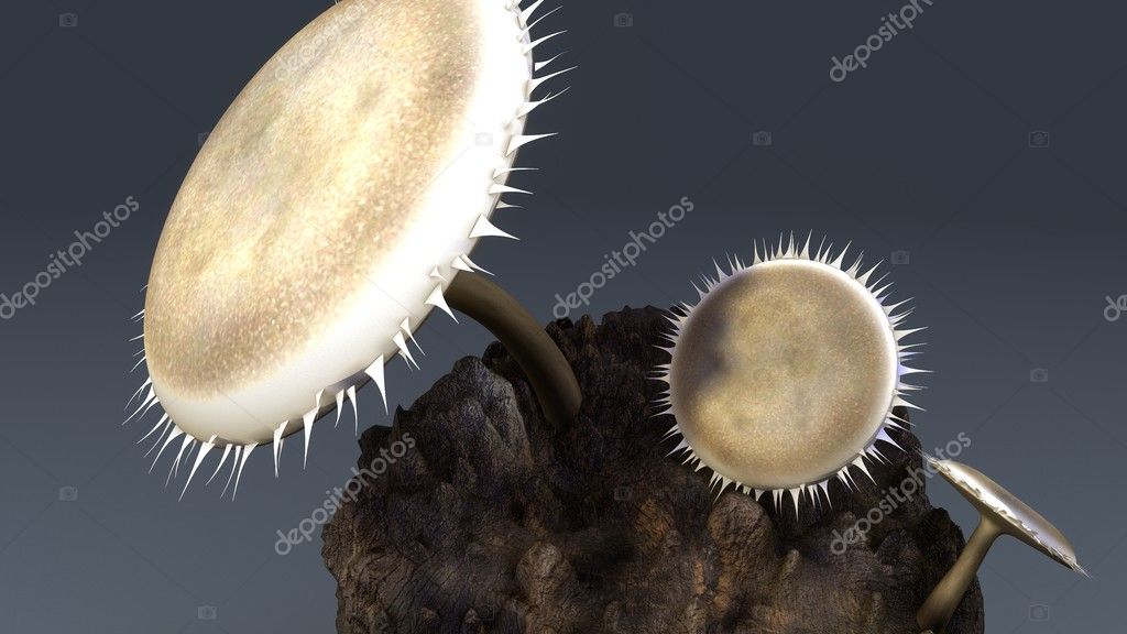 Deuteromycetes, Fungi imperfecti — Stock Photo © sciencepics #124933728