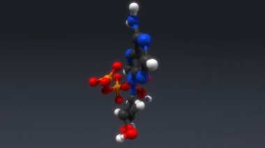 Adenozin trifosfat, atp yapısı