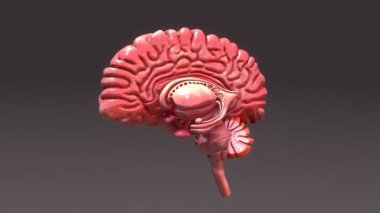 insan beyninin yarısı anatomisi