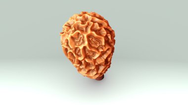 Phycomycetes mantar, mantar