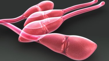 Puccinia Mantarlar, kök pas