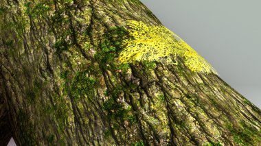 Slime kalıp, ökaryotik organizmalar