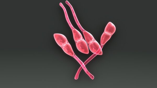 Puccinia fungi, stem rust