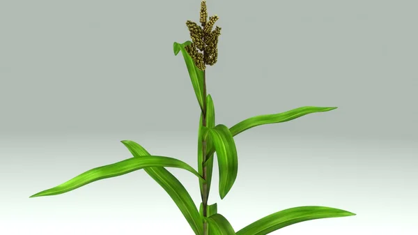 Sugar cane plant — Stock Photo, Image