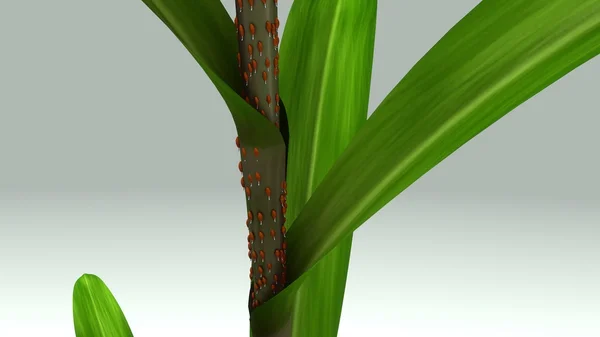 Sugar cane plant — Stock Photo, Image