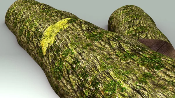 Slime kalıp, ökaryotik organizmalar