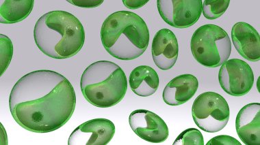 Chlorella single-cell green algae clipart