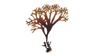 Chondrus, Irish moss
