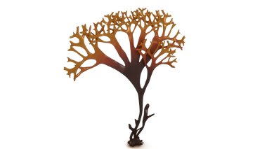 Chondrus, Irish moss