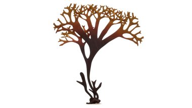 Chondrus, Irish moss