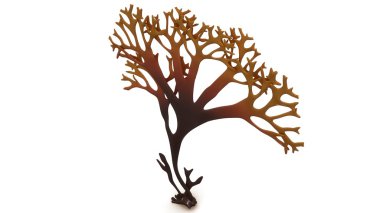 Chondrus, Irish moss