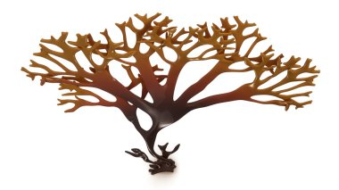 Chondrus, Irish moss