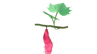 Ipomoea Batatas, tatlı patates