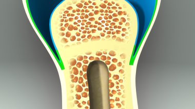 İnsan kemik bölüm anatomisi