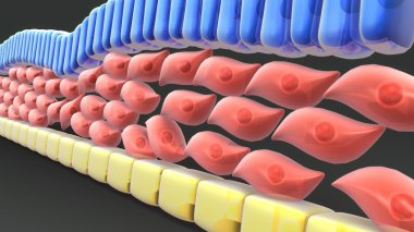 Kesin Endoderm ve Mesoderm embriyo katmanları