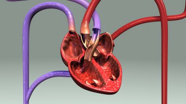 İnsan Dolaşım Sistemi Anatomisi