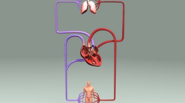 İnsan Dolaşım Sistemi Anatomisi