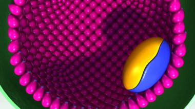  fetus, embriyonik gelişim