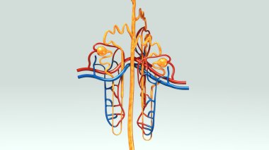 human nephrons anatomy clipart
