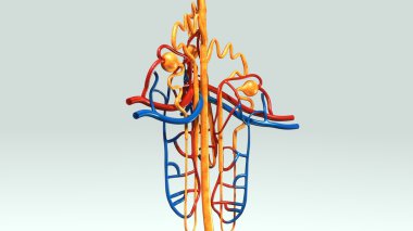 human nephrons anatomy clipart