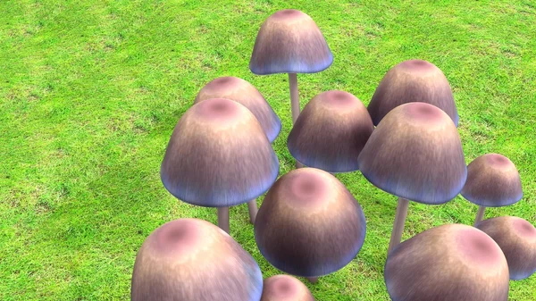 Muchomůrky houby, houby — Stock fotografie