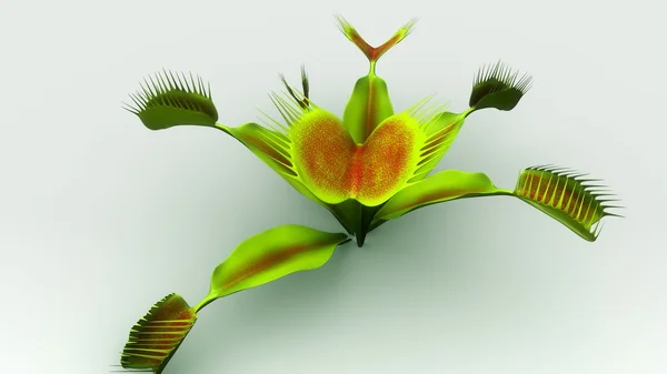 Венера м'ясоїдна рослина — стокове фото