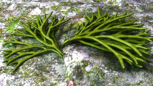 Wodorosty zielone Codium — Zdjęcie stockowe