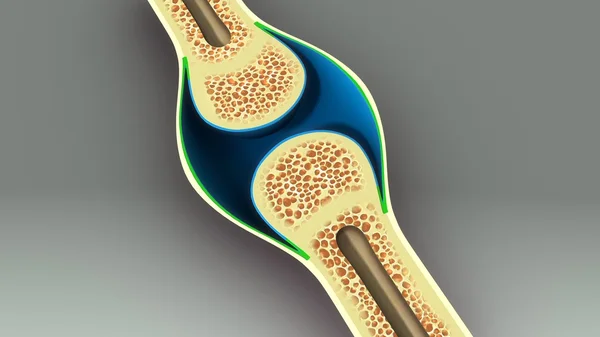 Anatomia da secção óssea humana — Fotografia de Stock