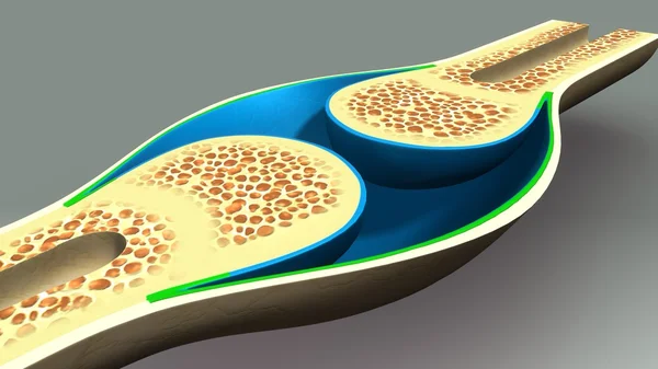 Anatomía de sección ósea humana —  Fotos de Stock