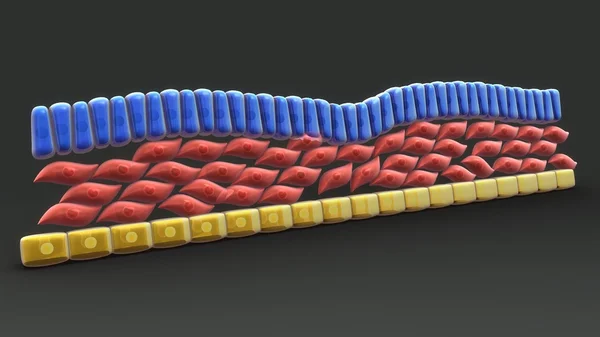 Endgültige Endoderm- und Mesoderm-Embryonenschichten — Stockfoto