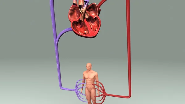 Anatomie des menschlichen Kreislaufsystems — Stockfoto
